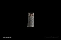 藏品(耳栓)的圖片